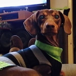 Meet your Posher, Janet